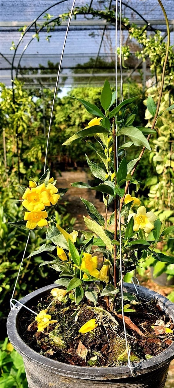Carolina Yellow Jasmine | สวนไม้ไซเบอร์ -  สมุทรปราการ
