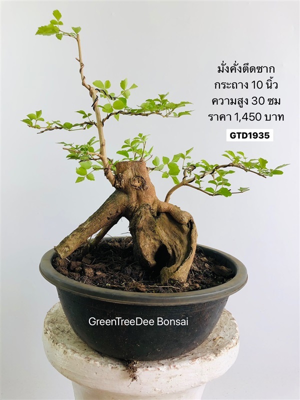 มั่งคั่ง | Greentreedee bonsai - จอมบึง ราชบุรี