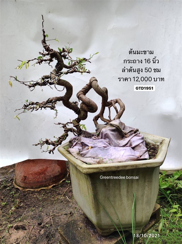 มะขาม | Greentreedee bonsai - จอมบึง ราชบุรี