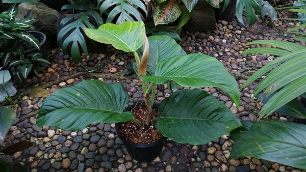 Philodendron Squamipetiolatum | สวนคุณวุฒิ - บางกรวย นนทบุรี