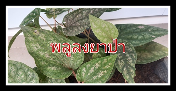 พลูลงยาป่า | วรากรสมุนไพร - เมืองนครราชสีมา นครราชสีมา