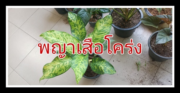 ว่านพญาเสือโคร่ง | วรากรสมุนไพร - เมืองนครราชสีมา นครราชสีมา