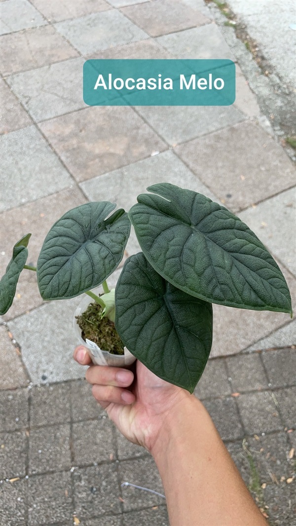 Alocasia melo 