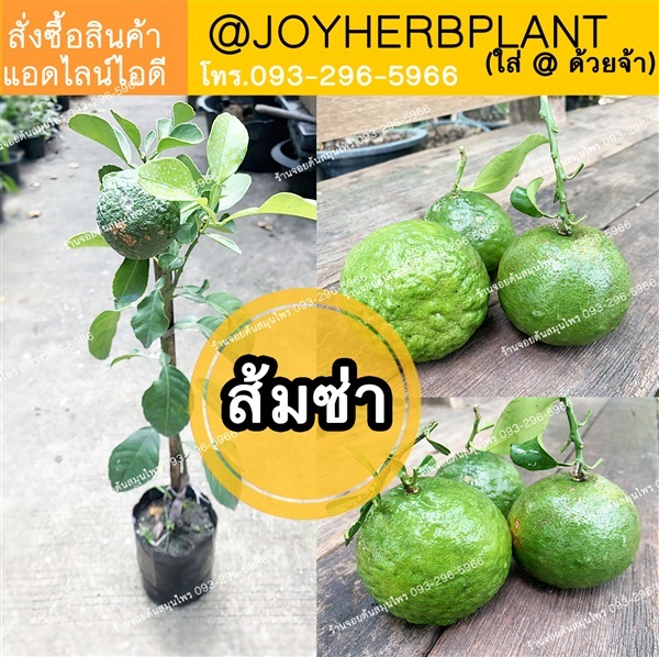 ส้มซ่า  ไม้โบราณหายาก ใบ ผิวของผล น้ำของผล หอมกว่ามะกรูด