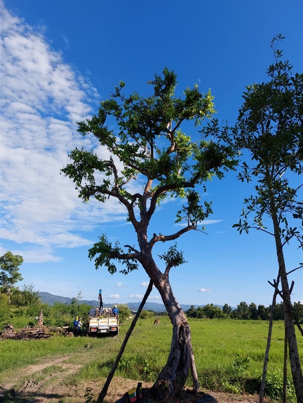 ต้นเสม็ดแดง | สวนสาม ป. -  เชียงใหม่