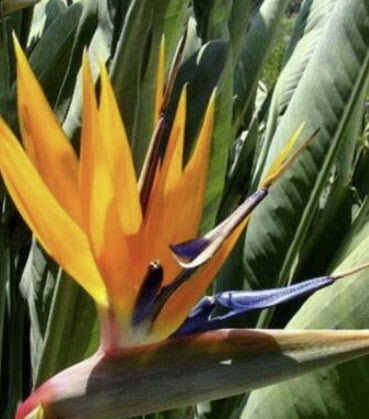 เมล็ดพันธุ์ ปักษาสวรรค์ (Bird of Paradise) สีส้ม