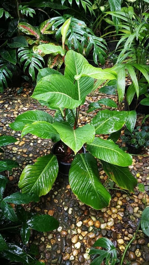 Philodendron Geniculatum | สวนคุณวุฒิ - บางกรวย นนทบุรี