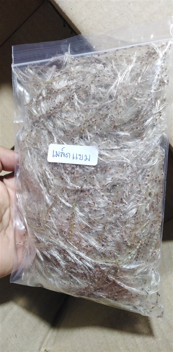 ขายเมล็ดพันธุ์ดอกแขม | เมล็ดพันธุ์ดี เกษตรวิถีไทย - เมืองระยอง ระยอง