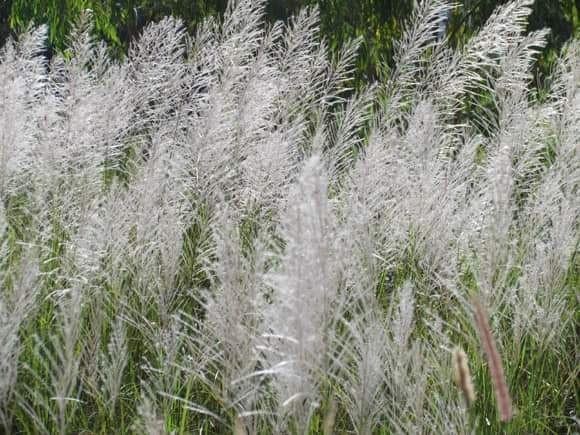 ขายเมล็ดพันธุ์ดอกแขม