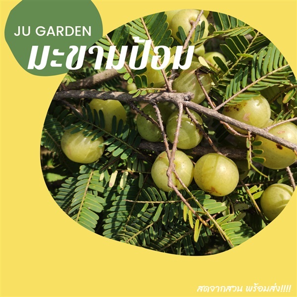 มะขามป้อม | JU GARDEN - บ้านโป่ง ราชบุรี