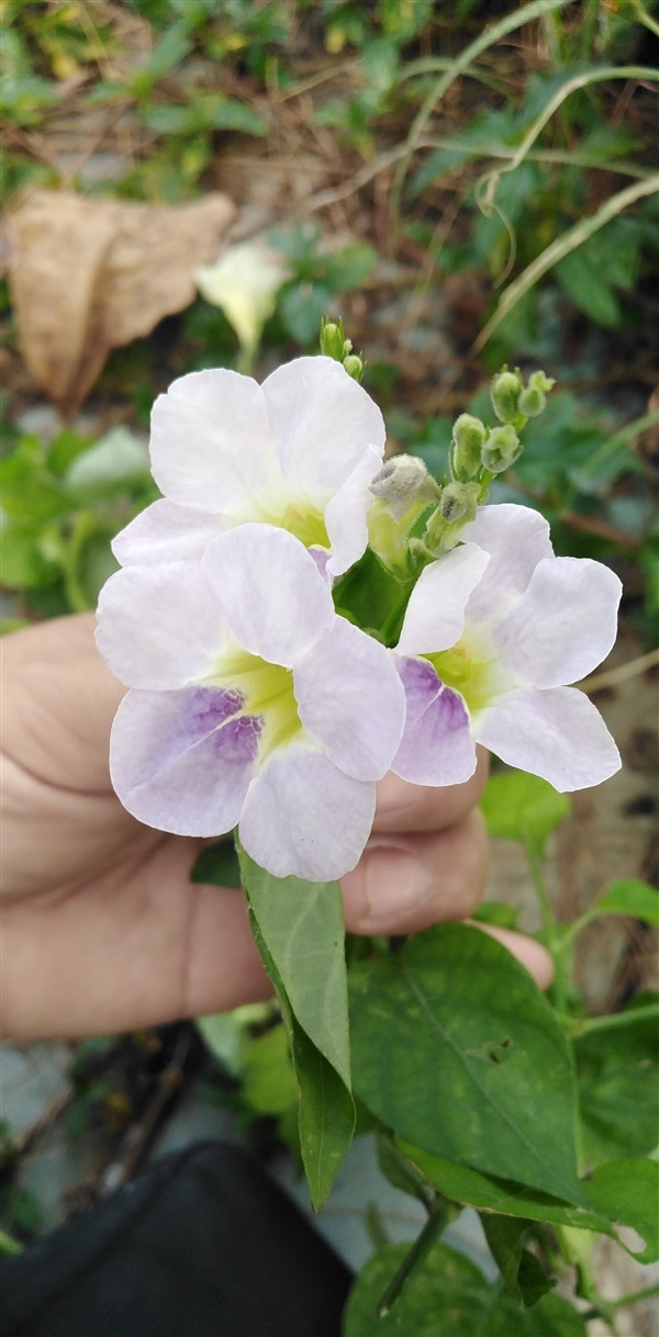 กิ่งปักชำอ่อมแซ่บเบญจรงค์ห้าสี สีม่วง | เมล็ดพันธุ์ดี เกษตรวิถีไทย - เมืองระยอง ระยอง