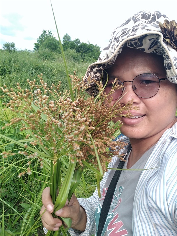 กกนา กกสามเหลี่ยมใหญ่ กกทอเสื่อ ต้นปรือ | เมล็ดพันธุ์ดี เกษตรวิถีไทย - เมืองระยอง ระยอง