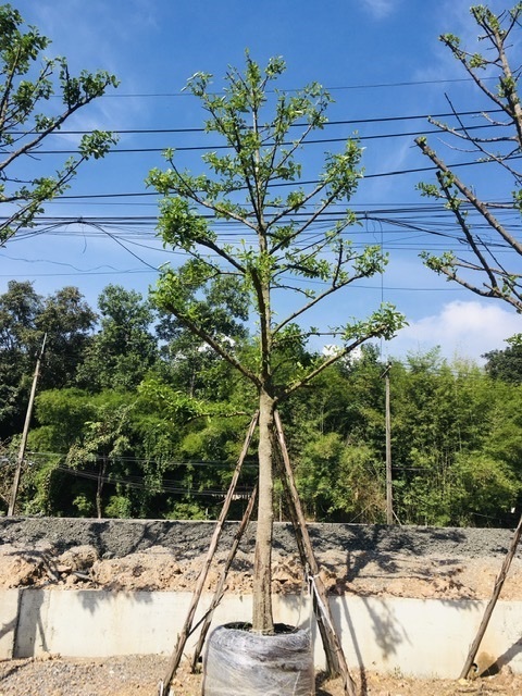 ต้นมั่งมี | สวนพี&เอ็มเจริญทรัพย์พันธ์ุไม้ - แก่งคอย สระบุรี