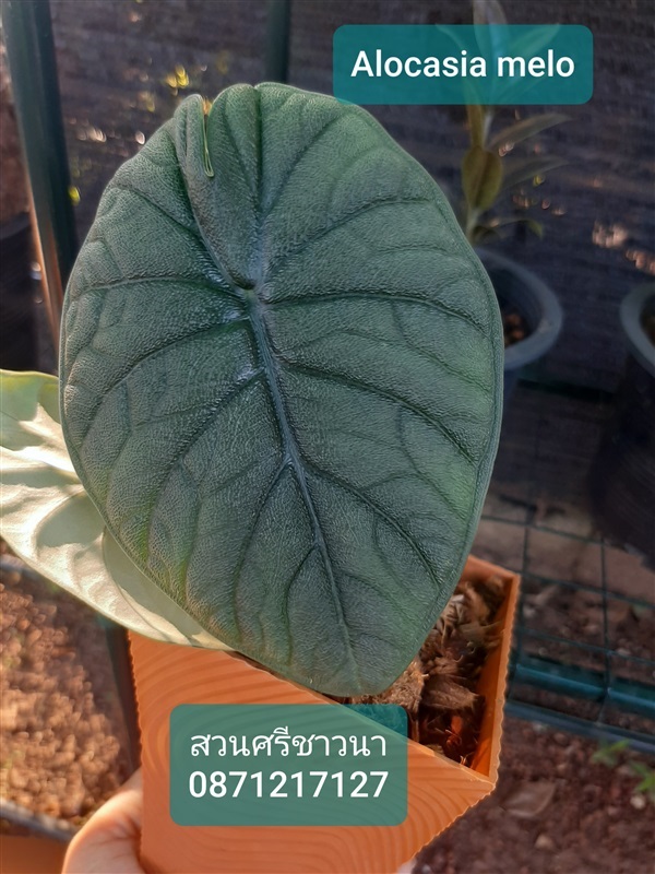 Alocasia melo ชุดใหม่มาแล้วจร้า ใบสวยมากค่ะ | สวนศรีชาวนา - เมืองปราจีนบุรี ปราจีนบุรี