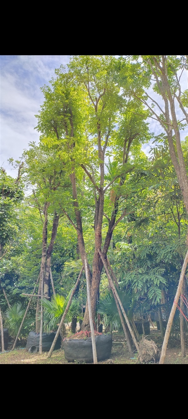 ต้นประดู่ป่า เชียงใหม่ | สวนแสนปัญญา1 - เชียงใหม่