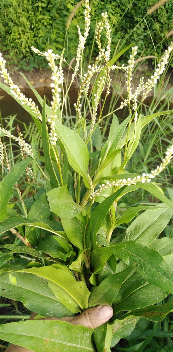 เอื้องเผ็ดม้า ผักไผ่น้ำ เมล็ด/ต้นกล้า/กิ่งชำ | เมล็ดพันธุ์ดี เกษตรวิถีไทย - เมืองระยอง ระยอง