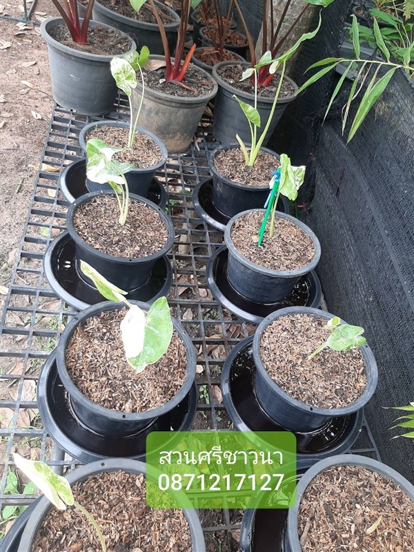 จำหน่ายบอนกระดาษด่าง Alocasia macrorrhizos Variegated  | สวนศรีชาวนา - เมืองปราจีนบุรี ปราจีนบุรี