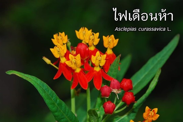 ไฟเดือนห้า | สวนสุขโขไม้ดอกไม้ประดับ - ประจันตคาม ปราจีนบุรี