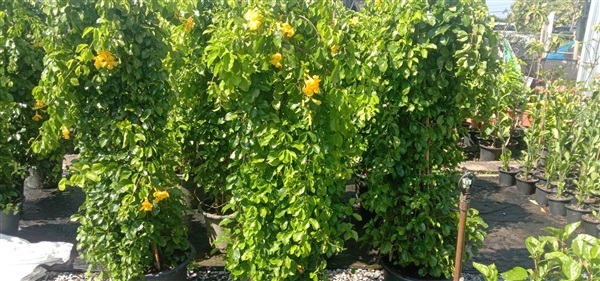 เหลืองชัชวาลย์ | สวนสุขโขไม้ดอกไม้ประดับ - ประจันตคาม ปราจีนบุรี