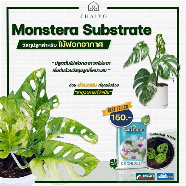 วัสดุปลูกมอนสเตอร่า ไม้ฟอกอากาศและกล้วยไม้ 5 ลิตร  Monstera 