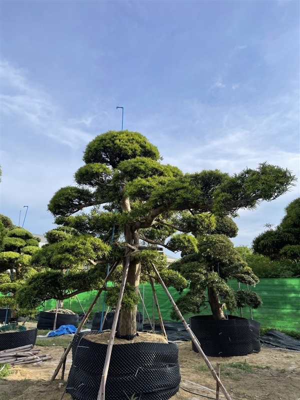 สนใบพายนำเข้าจากญี่ปุ่น ฟอร์มสวยๆ ลำต้นใหญ่ ความสูง 4 เมตร | สวนมิ่งไม้มงคล - บางแค กรุงเทพมหานคร