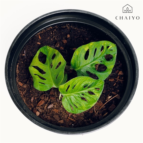 มอนสเตอร่า Monstera Adansoni Aurea Giant ราคา 1 ยอด | บริษัท ชัยโยฟาร์ม จำกัด - บางแค กรุงเทพมหานคร