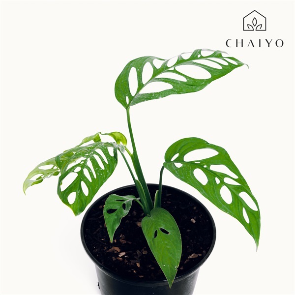 Monstera Esquelato 3 Leaves พลุฉลุยักษ์ 3 ใบ