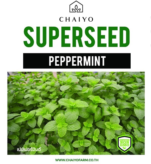 เมล็ด PEPPERMINT เปปเปอร์มินต์ | บริษัท ชัยโยฟาร์ม จำกัด - บางแค กรุงเทพมหานคร