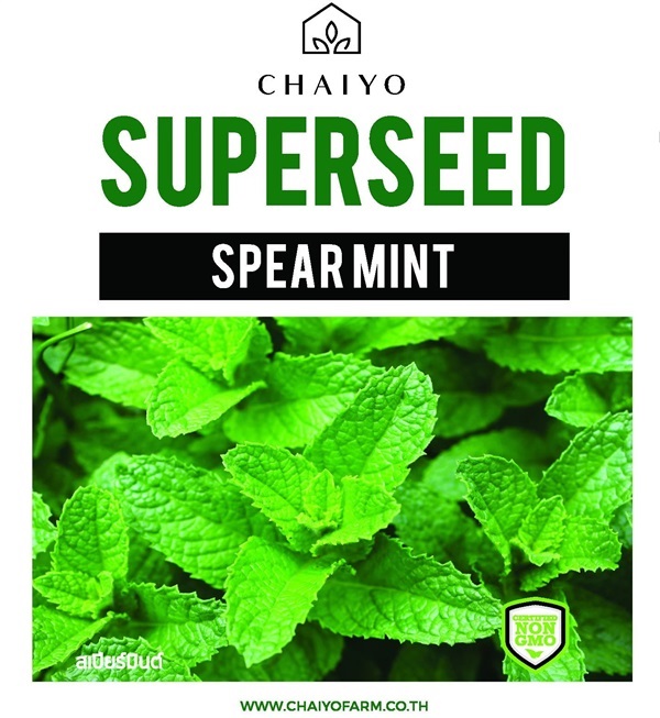 เมล็ด SPEAR MINT สเปียร์มินต์