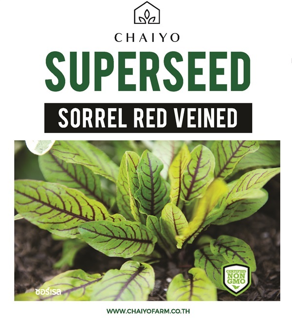 เมล็ด SORREL (Red Veined) ซอเรล