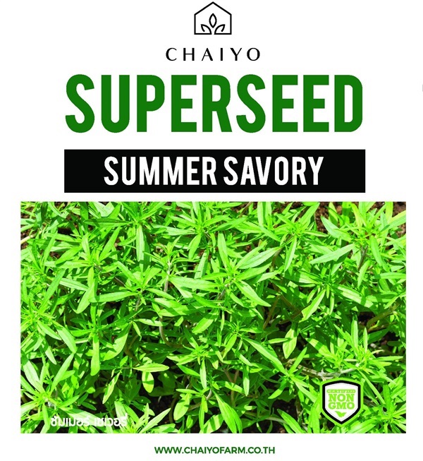 เมล็ด SUMMER SAVORY ซัมเมอร์ เซเวอรี่ | บริษัท ชัยโยฟาร์ม จำกัด - บางแค กรุงเทพมหานคร