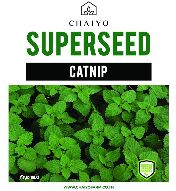 เมล็ด CATNIP เมล็ดสมุนไพร แคทนิป สำหรับแมว 