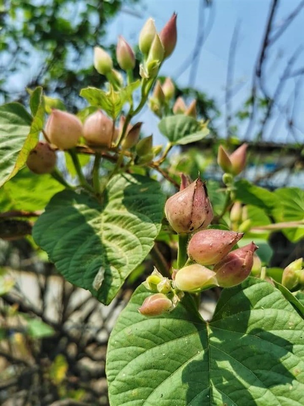 จิงจ้อขาว | เมล็ดพันธุ์ดี เกษตรวิถีไทย - เมืองระยอง ระยอง