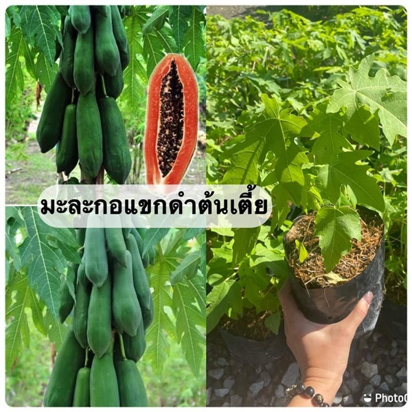 #มะละกอแขกดำต้นเตี้ย  | Drenglish Garden มหาสารคาม - กันทรวิชัย มหาสารคาม