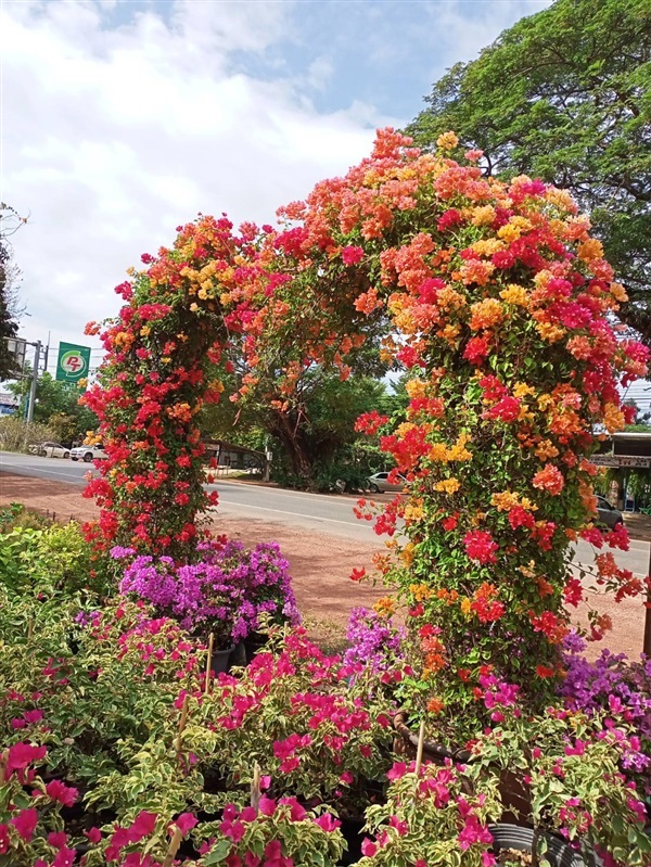 ซุ้มเฟื่องฟ้าหัวใจ | สวนสุขโขไม้ดอกไม้ประดับ - ประจันตคาม ปราจีนบุรี