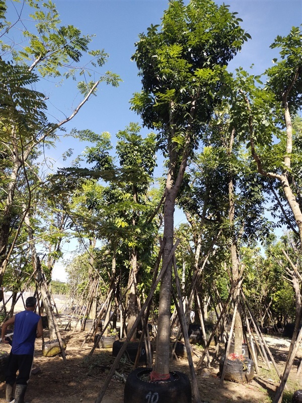 ขายไม้ล้อม ต้นมะฮอกกานี 10 นิ้ว สูง 6 เมตร | วุฒิไม้ล้อม - แก่งคอย สระบุรี