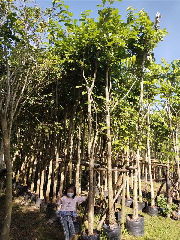 ขายไม้ล้อม ต้นอินทนิลบก 4 นิ้ว สูง 4 เมตร | วุฒิไม้ล้อม - แก่งคอย สระบุรี