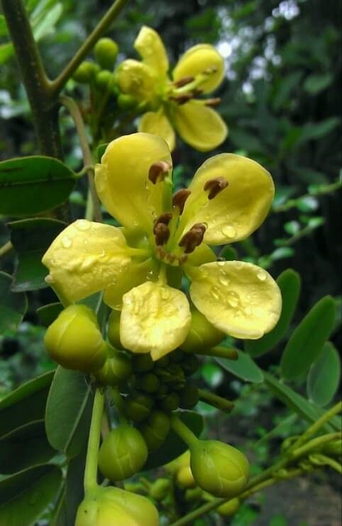 เมล็ดพันธุ์ขี้เหล็ก | เมล็ดพันธุ์ดี เกษตรวิถีไทย - เมืองระยอง ระยอง