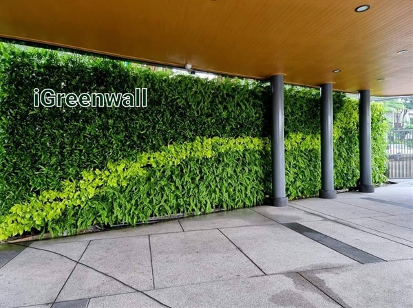 สวนแนวตั้ง | สวนแนวต้้ง iGreenwall - ทุ่งครุ กรุงเทพมหานคร