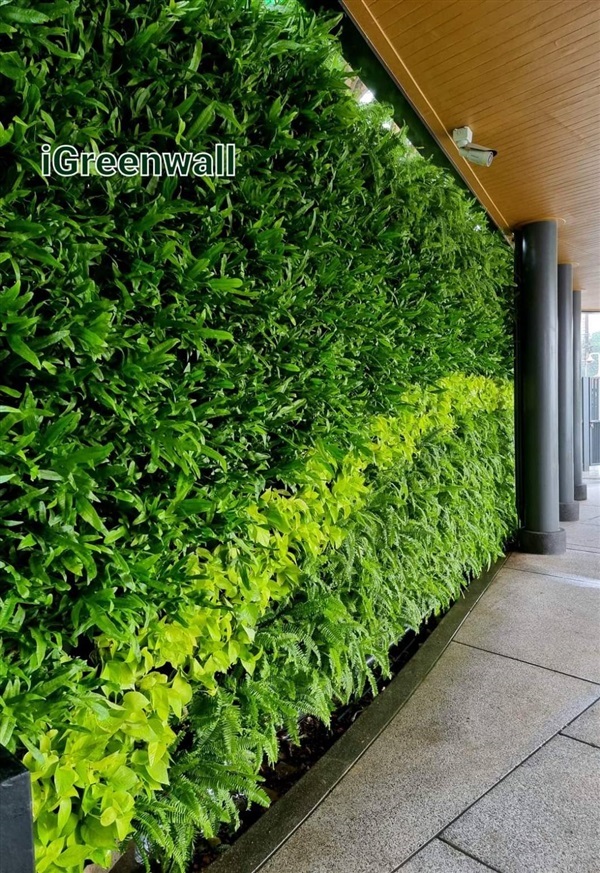 สวนแนวตั้ง | สวนแนวต้้ง iGreenwall - ทุ่งครุ กรุงเทพมหานคร