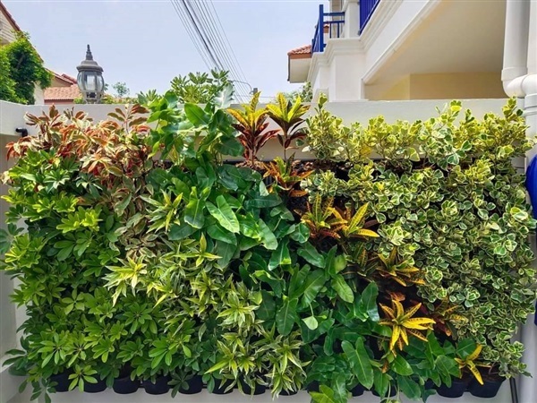 สวนแนวตั้ง | สวนแนวต้้ง iGreenwall - ทุ่งครุ กรุงเทพมหานคร