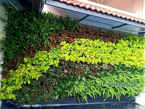 สวนแนวตั้ง | สวนแนวต้้ง iGreenwall - ทุ่งครุ กรุงเทพมหานคร