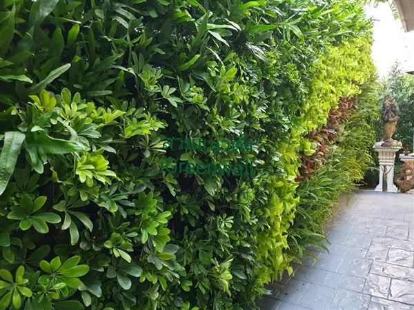 สวนแนวตั้ง | สวนแนวต้้ง iGreenwall - ทุ่งครุ กรุงเทพมหานคร