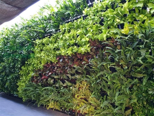 สวนแนวตั้ง | สวนแนวต้้ง iGreenwall - ทุ่งครุ กรุงเทพมหานคร