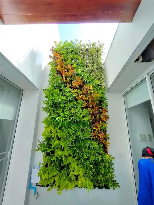 สวนแนวตั้ง | สวนแนวต้้ง iGreenwall - ทุ่งครุ กรุงเทพมหานคร