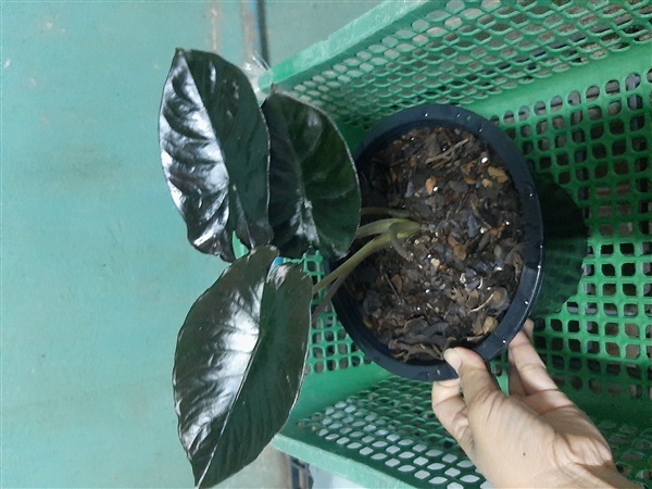 Alocasia infernalis black สวยๆเลยค่ะ | สวนศรีชาวนา - เมืองปราจีนบุรี ปราจีนบุรี