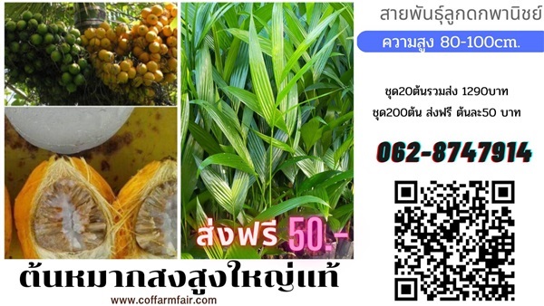 ต้นใหญ่หมากสง สายพันธุ์สูง ต้นละ50 สั่ง200ต้นส่งฟรีสูง100เซน