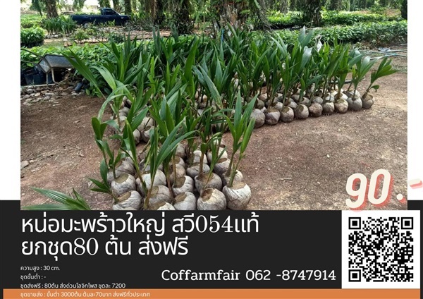 ขายหน่อมะพร้าวแกงลูกใหญ่พันธุ์สวี054 ต้นละ90 สั่ง80ต้นส่งฟรี