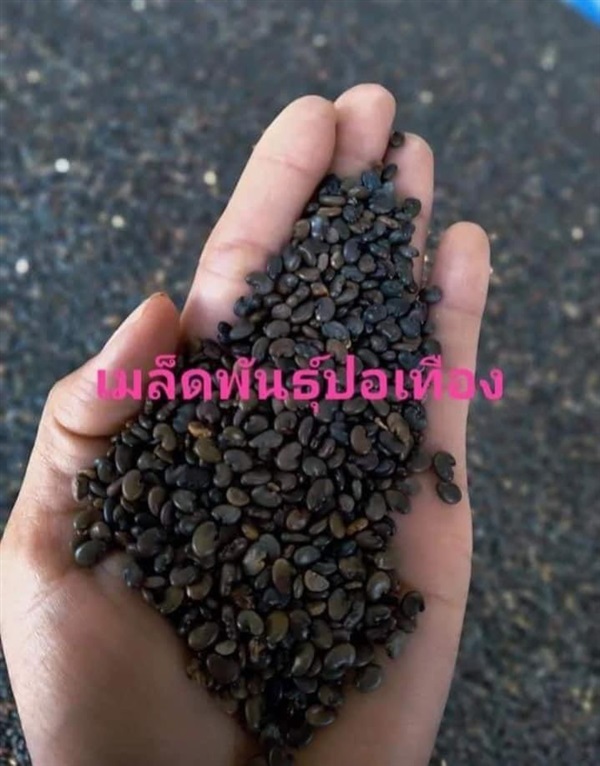 เมล็ดปอเทืองโลละ100บาท | สายทองพืชสมุนไพร - บางพลี สมุทรปราการ