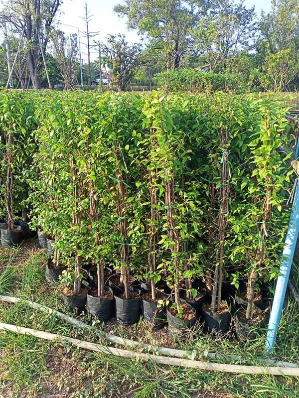 ต้นโมก  | สวนสุขโขไม้ดอกไม้ประดับ - ประจันตคาม ปราจีนบุรี